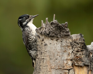 American Three-toed Woodpecker (Picoides dorsalis) Kamloops, Canada 