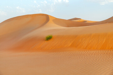 Fototapeta na wymiar Natural landscape of the orange color sand dunes in the desert in Abu Dhabi in UAE