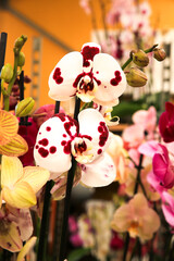 Phalenopsis Orchid plants in the garden in Spring