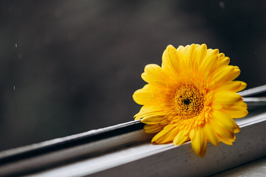 Close up photo of a yellow gerbera flower on a window in daylight. Natural banner with flowers. flower on a dark gray background with rain. Major trend concept with copy space.