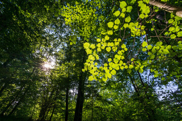 Im Wald am späten Nachmittag mit Sonnenstrahlen