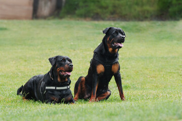 A pair of two rottweiler dogs sitting, laying down and posing in the park outside in the summer