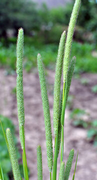 Forage grass timothy (Phleum pratense) grows in the meadow