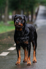 Rottweiler dog posing standing in the park outside in the summer