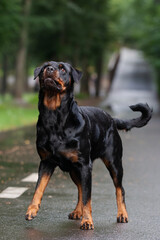 Obraz premium Rottweiler dog playing in the park outside in the summer