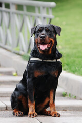 Rottweiler dog sitting in the park outside in the summer
