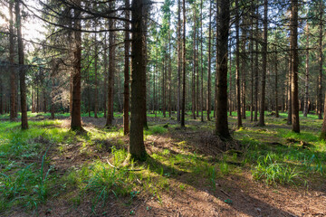 Im Wald am späten Nachmittag mit Sonnenstrahlen