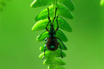 bug on a branch