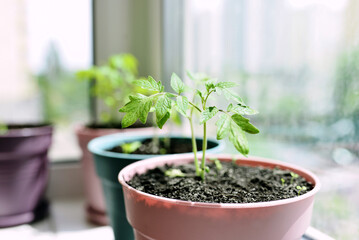 tomatoes on the windowsill. Home gardening, hobby, food, bio food concept