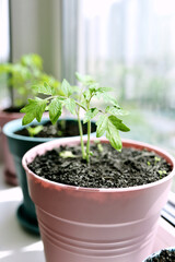 tomatoes on the windowsill. Home gardening, hobby, food, bio food concept