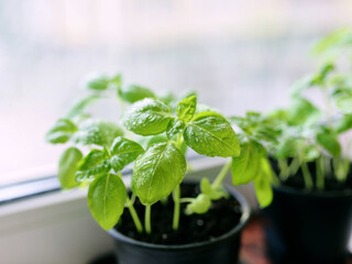 basil on the windowsill at the balcony. Home gardening, hobby, food, bio food concept