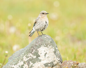 Female Mountain Bluebird (Sialia currucoides) perched during spring, Kamloops Canada