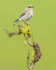 Female Mountain Bluebird (Sialia currucoides) perched during spring, Kamloops Canada