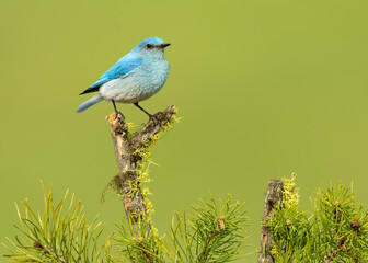 Male Mountain Bluebird (Sialia currucoides) perched during spring, Kamloops Canada