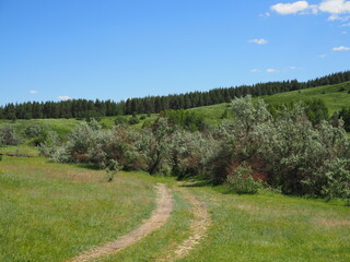 beautiful rural landscape with a winding road next to a green meadow and a coniferous forest on the hills