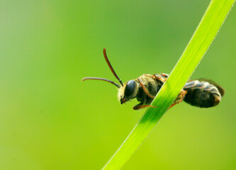 bee on a flower