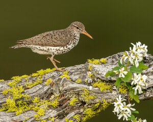 Spotted Sandpiper (Actitis macularius) on perch, Kamloops, Canada