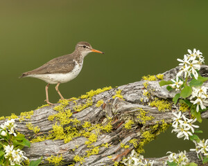 Spotted Sandpiper (Actitis macularius) on perch, Kamloops, Canada