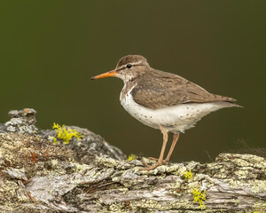 Spotted Sandpiper (Actitis macularius) on perch, Kamloops, Canada