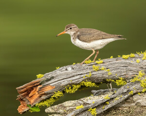 Spotted Sandpiper (Actitis macularius) on perch, Kamloops, Canada