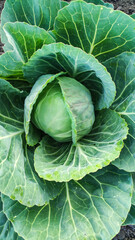 Cabbage in the garden.