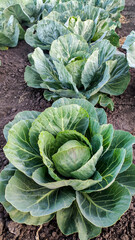 Cabbage in the garden.