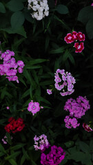 Beautiful purple flowers on a dark background. - 511594402
