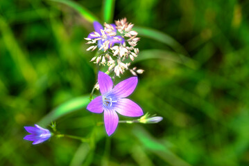 Fototapeta premium blue and white flowers
