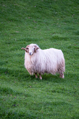 adult male sheep with wool still unshorn, white ram in a green pasture, with abundant white wool and large rolled horns with copy space, vertical