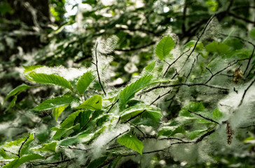 Fluff Fluff on branches and leaves of vegetation.
It spreads pollen of cereals and meadow grasses in the air, which causes respiratory allergies.
on branches and leaves of vegetation.