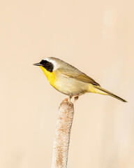 Common Yellowthroat (Geothlypis trichas) perched on a cattail in spring, Kamloops, Canada