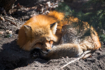 Red foy sleeping in the sun
