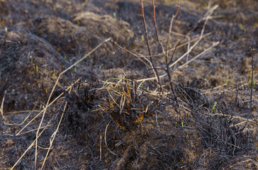 Scorched grass on the field. Close-up. Ecology