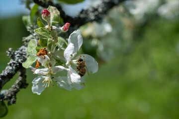 Close up of honey bee on apple tree in spring with white blossoms
