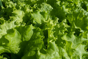 fresh healthy delicious lettuce leaves. greenhouse yield