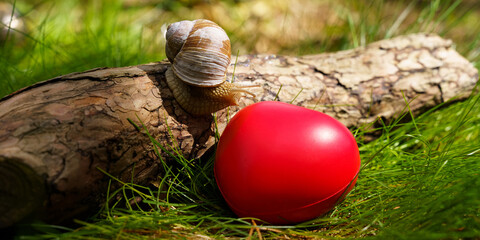 The snail crawls up the tree near the heart, which lies in the grass.
