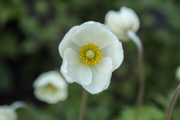 beautiful white flowers in the garden. a wonderful summer day