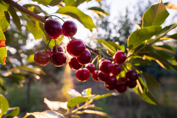 Ripe sour cherry trees orchard fields