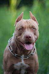 Brown American pitbull terrier dog portrait in the grass