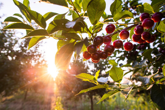 Ripe Sour Cherry Trees Orchard Fields