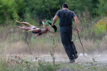Brown American pitbull terrier dog on the training