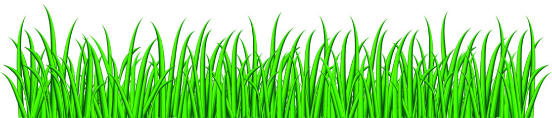 Borders of green grass. Tall green fresh grass isolated on a white background