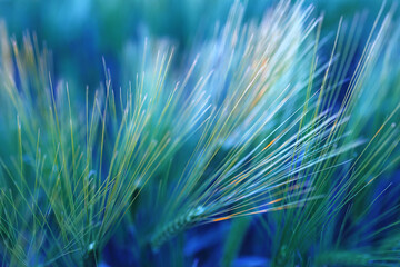 Top view of wheat ears painted in emerald blue. Beautiful abstract background, copy space. Natural background.