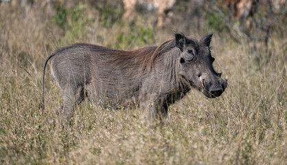 Naklejka na ściany i meble Warthog, photographed in the Kruger National Park, South Africa.