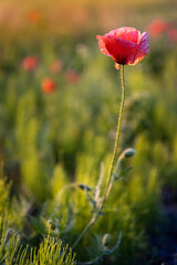 Polne czerwone maki wczasie zachodu słońca