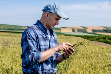 Farmer standing in the wheat field estimating the yield with a help of a smartphone app. Agronomist...