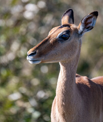 Naklejka na ściany i meble Female impala, photographed in the Kruger National Park, South Africa.