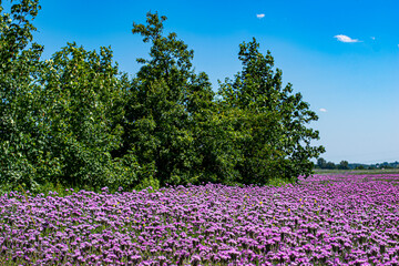 lavender field in spring