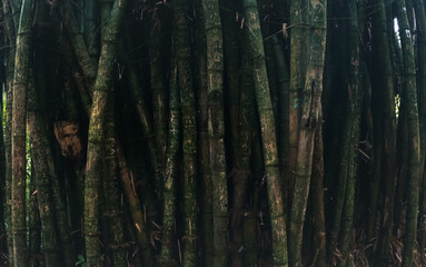Obraz premium bamboo bambus dark background closeup panoramic view asian bamboo