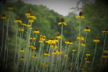 Flowers, trees, and shrubs of the US